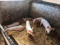 Babi jantan — foto 1