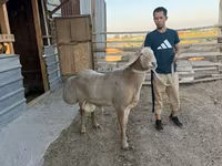 Қӯчқор, Edilbay sheep — акс 3
