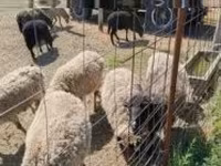 ஆண் ஆடு, Merino sheep — புகைப்படம் 1