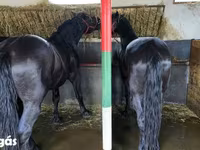 수말, Nonius horse — 사진 1