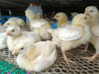 Chickens — foto 5