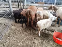 میش, Hissar sheep — عکس 2