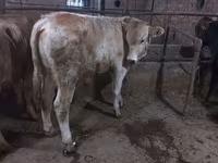 Bulle, Swiss cattle — Foto 5
