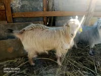 ፍየል, Goats — ፎቶ 1