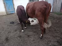 Krava, Simmental cattle — foto 1