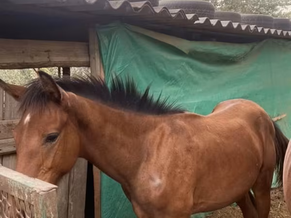 اسب نر, Friesian sport horse