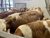 گاو نر, Simmental cattle — عکس 3