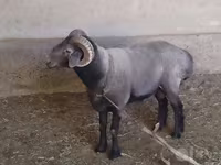 قوچ, گوسفند — عکس 1