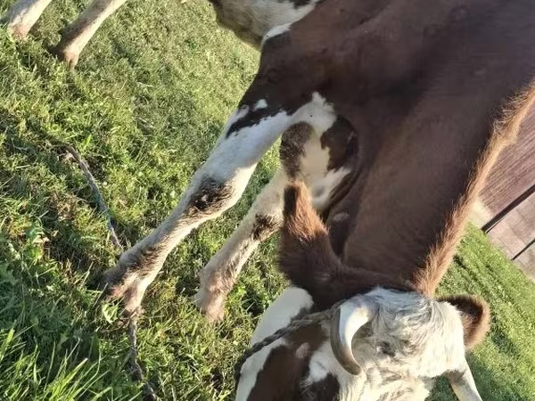 Lembu betina, Simmental cattle