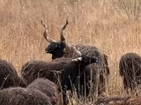 Pecora, Racka sheep — foto 1