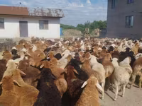 قوچ, گوسفند — عکس 7