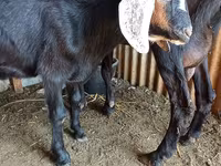 Ziegenbock, Saanen goat — Foto 2