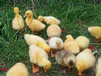 Geese — عکس 2