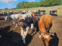 Býk, Simmental cattle — foto 2