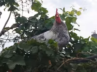 Brahma — foto 6