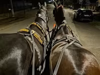 Hoppe, Nonius horse — foto 1