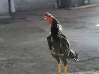 Chickens — ছবি 3