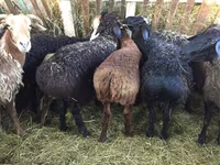 Kambing jantan, Sheep — foto 4