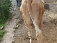 گاو ماده, Simmental cattle — عکس 6