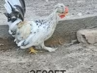 Chickens — sawirka 2