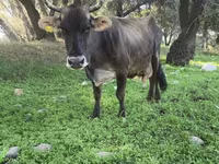 Ko, Swiss cattle — foto 2