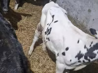 Бух, Russian Black pied cattle — 8 зураг