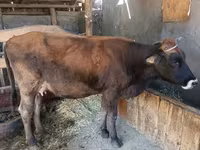 Kuh, Swiss cattle — Foto 2