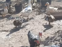 Geese — foto 3