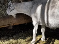 بز ماده, Alpine goat — عکس 2