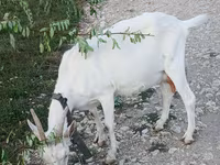 Get, Saanen goat — foto 3