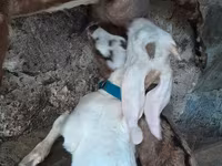 Buk, Nubian Goat — foto 3