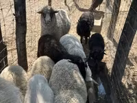 میش, Merino sheep — عکس 6