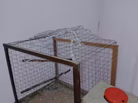 Məhsul: Dalmatin naxışlı mavi-bulat rəngli dalğa papuqayı (budgerigar) — عکس 5