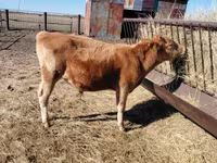 Lembu jantan, Russian Black pied cattle — foto 4