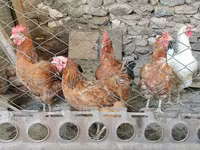 Chickens — عکس 3