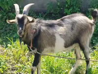 Oğlak, Keçiler — foto 3