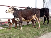 گاو ماده, Simmental cattle — عکس 2