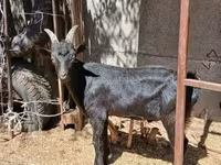 แพะตัวผู้, Alpine goat — รูปภาพ 4