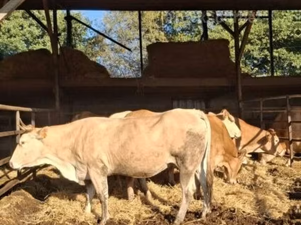 Krava, Blonde d’Aquitane cattle