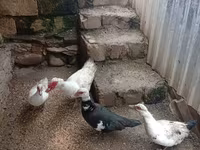 Ducks — รูปภาพ 1