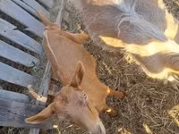 Kambing jantan, Goats — foto 5