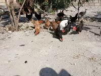 Chickens — zdjęcie 4