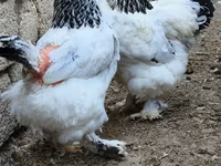براهما — عکس 3