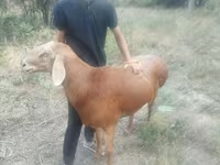 میش, گوسفند — عکس 1