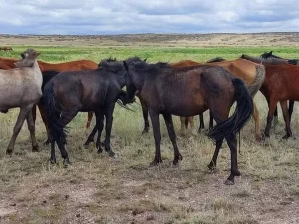 مادیان, Kazakh horse