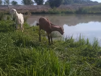 Kambing betina, Kamori goats — foto 2