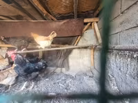Chickens — รูปภาพ 8
