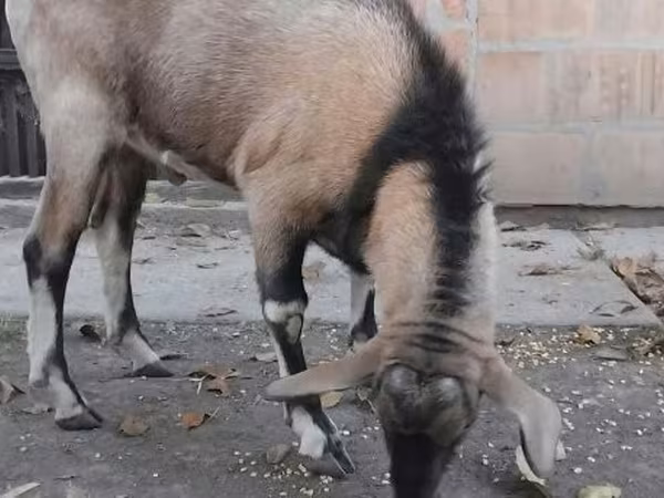 公山羊, Nubian Goat