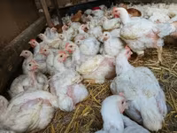 Chickens — รูปภาพ 5