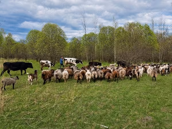 Vacă, Bovine